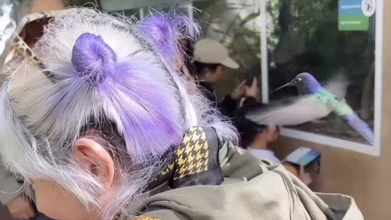 Beija-flor confunde cabelo de estrangeira com flor no Brasil e esta foi sua reação