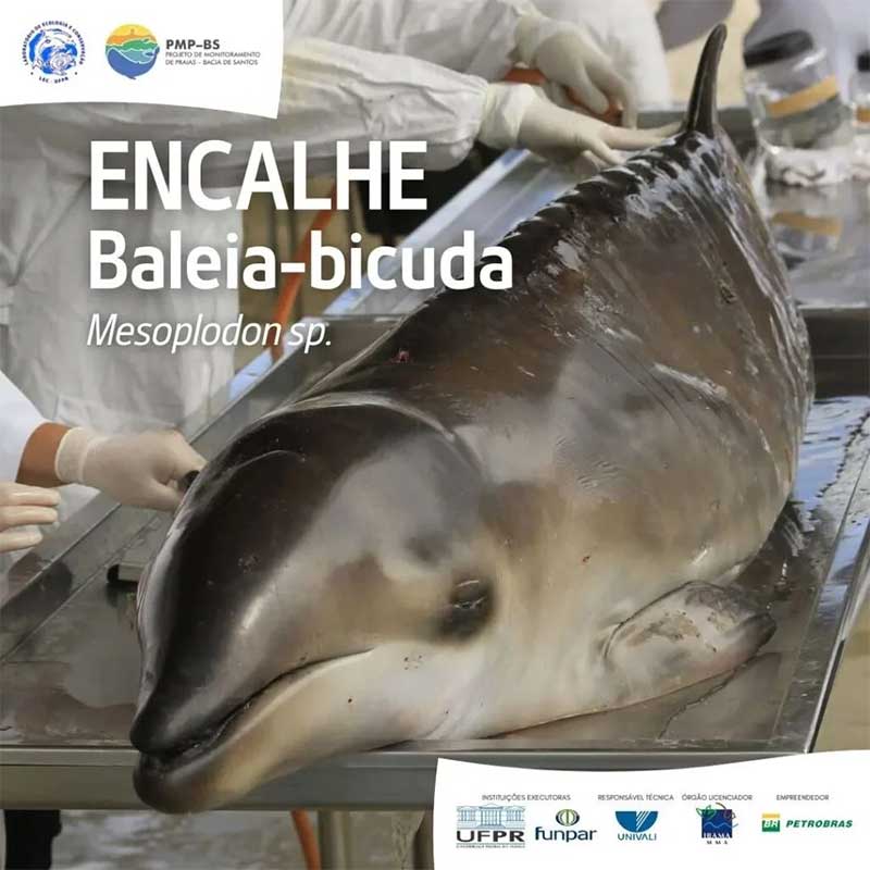 Filhote morto de baleia-bicuda é encontrado no mar de Guaratuba, litoral do Paraná
