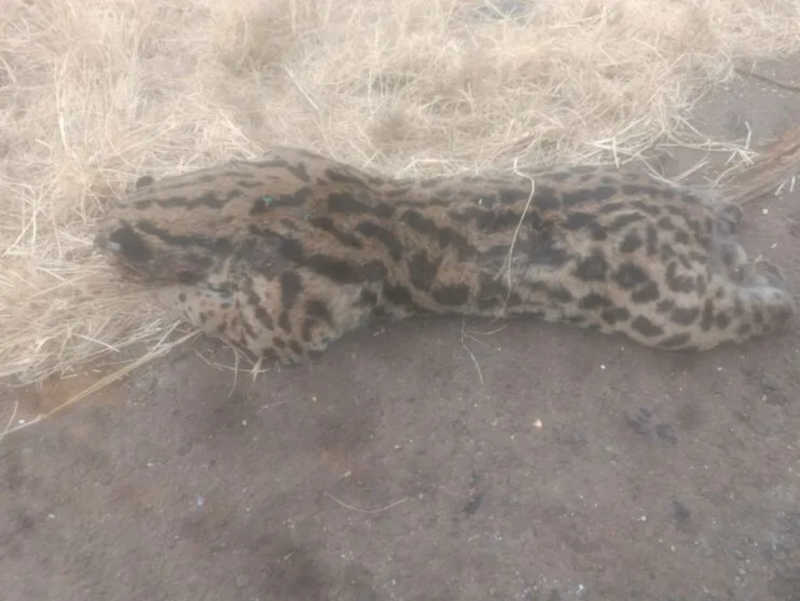 Gato-maracajá morre após ser atropelado em Marilândia do Sul, PR; vídeo