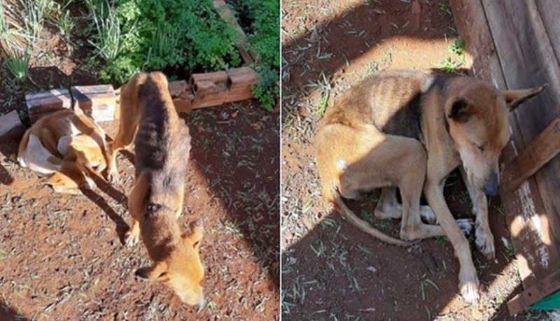 Polícia Militar três cães desnutridos e com parasitas em Pato Branco, PR