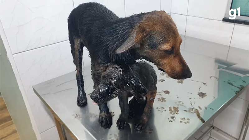 Cães resgatados de piche recebem alta em Ponta Grossa Reprodução/g1
