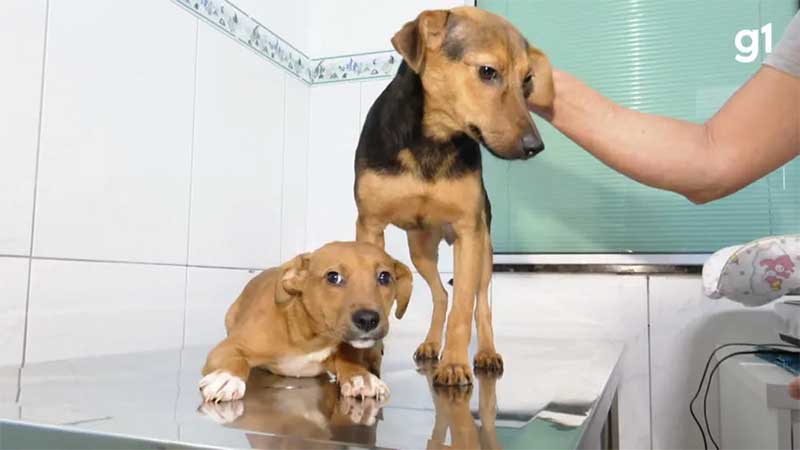 Cães resgatados de piche recebem alta em Ponta Grossa. Reprodução/g1