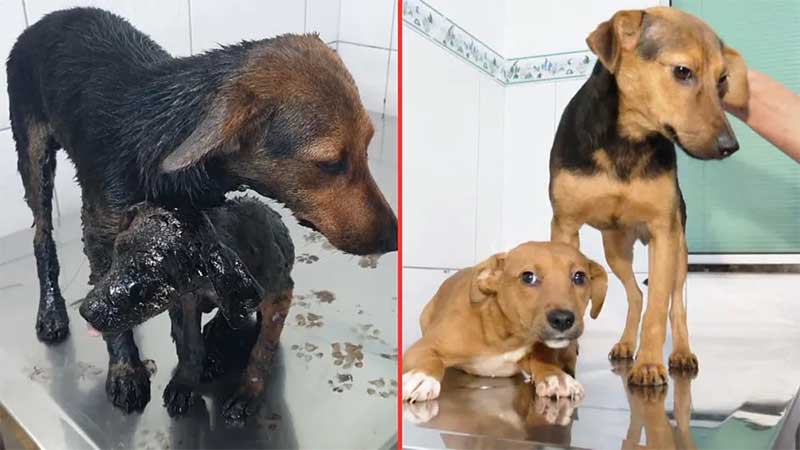 Cães resgatados de piche recebem alta e ficam disponíveis para adoção em Ponta Grossa, PR; veja antes e depois