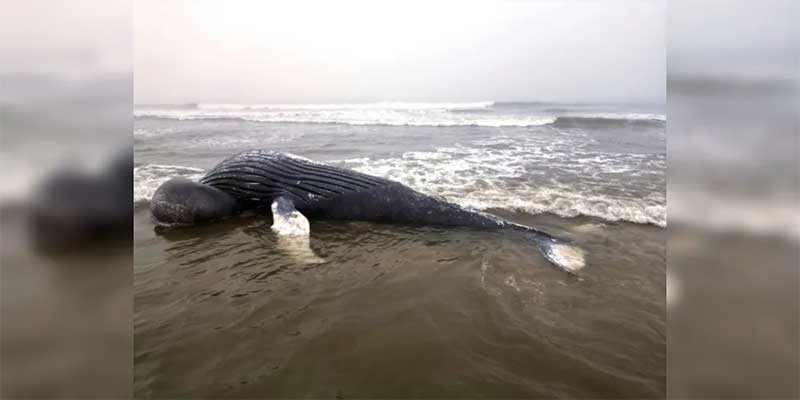 Baleia é encontrada morta no litoral do Paraná; veja fotos