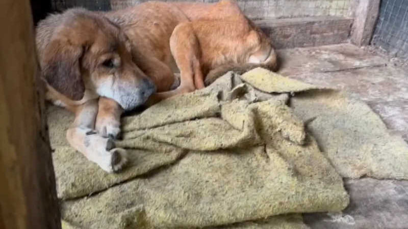 Cerca de 100 cães e gatos que ficavam em hotéis para animais resgatados são encontrados em situação de maus-tratos no Paraná
