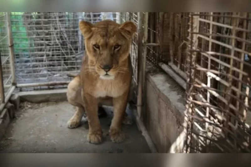 Menino morre após invadir jaula e ser mordido por leoa em Gaza