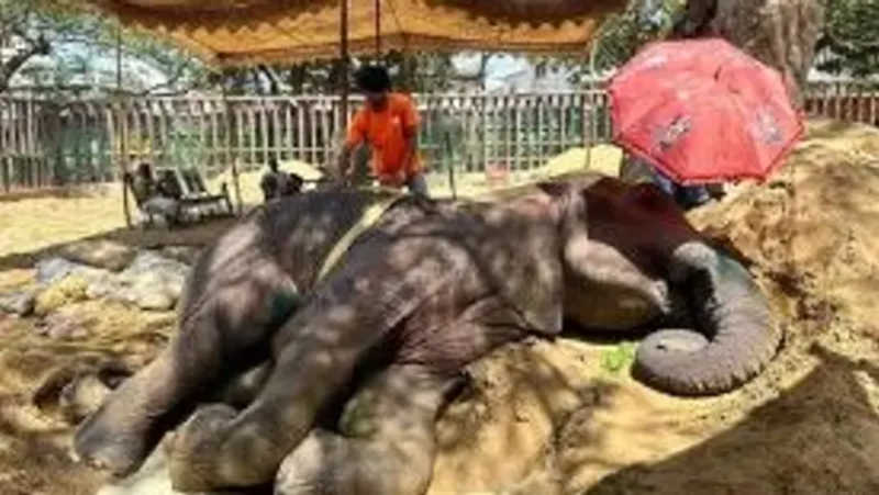 Aumentam os apelos para que os zoológicos do Paquistão fechem após a morte de um elefante de 17 anos