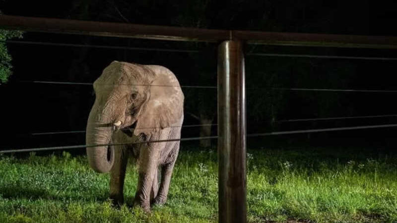 Após 35 anos em isolamento, Mundi é transferida para um santuário de elefantes na Geórgia, nos EUA