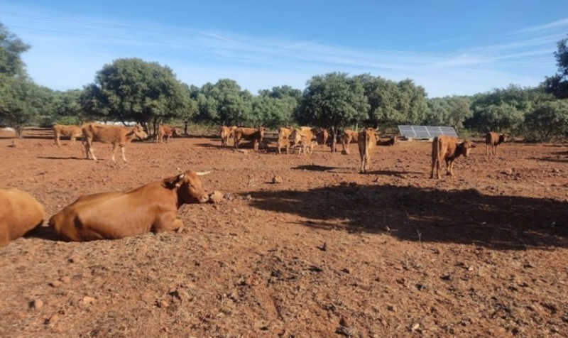 GNR detetou exploração bovina com 11 animais mortos em Estremoz, Portugal