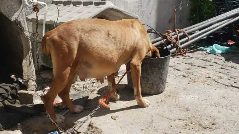 Cão e cadela grávida acorrentados e “sem alimentação e água” em Gondomar, Portugal