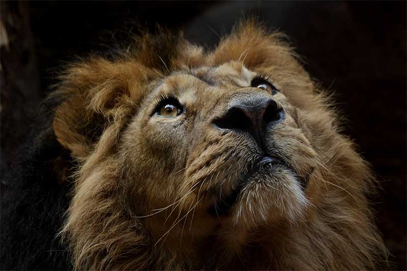 Leão selvagem mais velho do mundo é morto por um pastor de gado no Quênia
