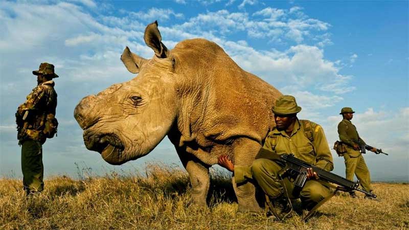 Protegido por fuzis, último rinoceronte-branco-do-norte é sacrificado
