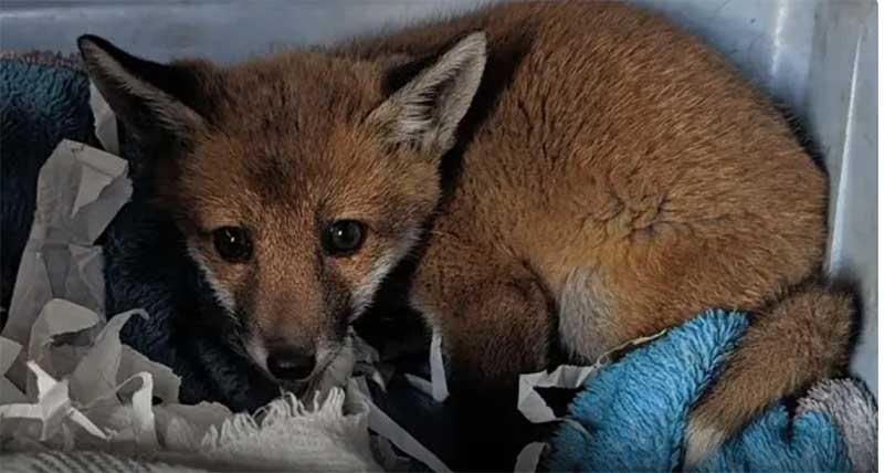 Filhote de raposa é abandonado em sacola com bilhete comovente