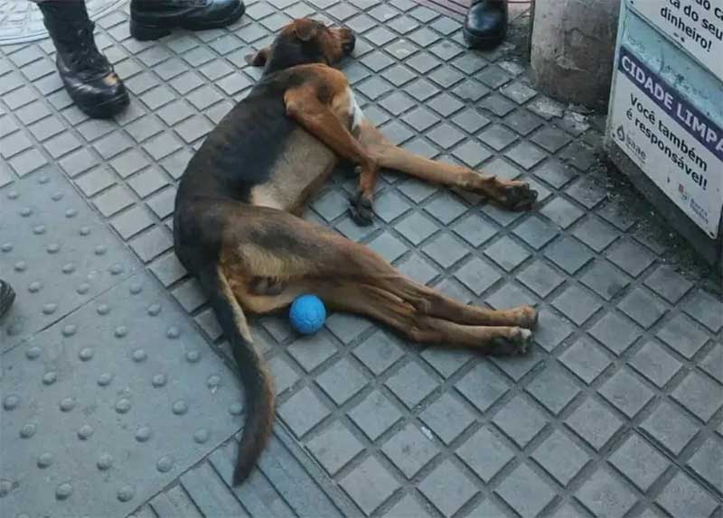 Cachorro que foi agredido em Barra Mansa — Foto: Reprodução/Redes Sociais