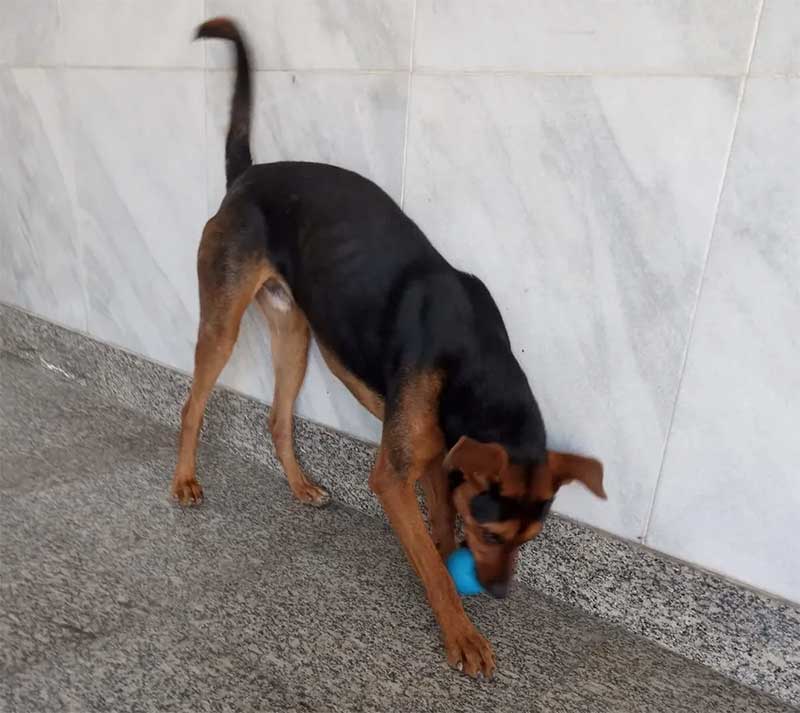 Cão agredido em Barra Mansa passa bem — Foto: Reprodução/Bruna Costa