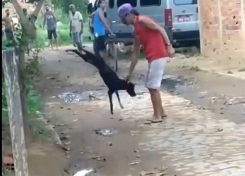 Homem é preso em Campos (RJ) por maltratar e matar um cachorro