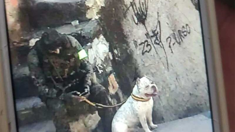 Moradora do Complexo do Alemão diz que cachorro foi levado por PMs durante operação