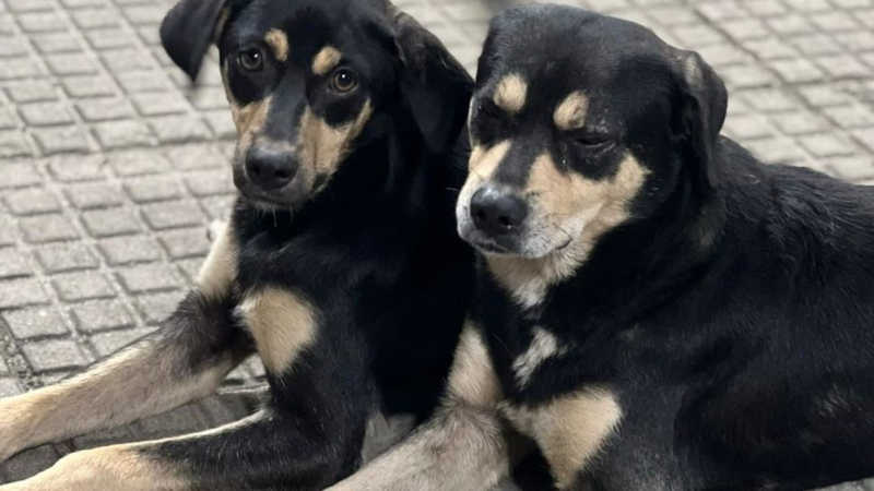 Polícia investiga envenenamento de cachorros em praça de Xerém, em Duque de Caxias, RJ