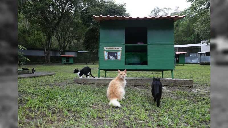 Prefeitura do Rio realiza segunda edição do ‘Escovão felino’