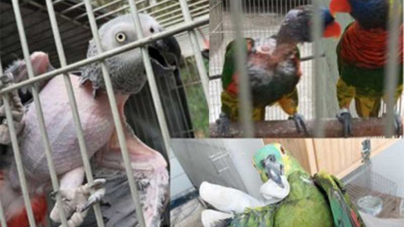 Dono de loja de venda de animais no Rio de Janeiro é condenado por maus-tratos