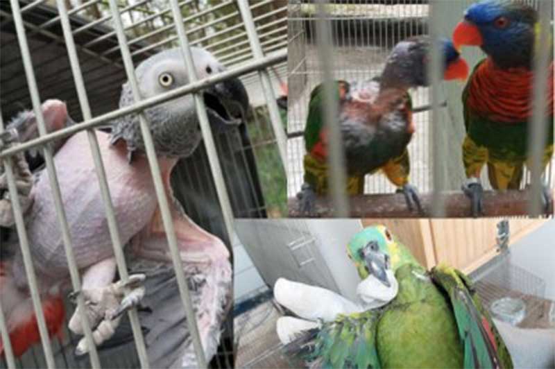 Dono de loja de venda de animais no Rio de Janeiro é condenado por maus-tratos