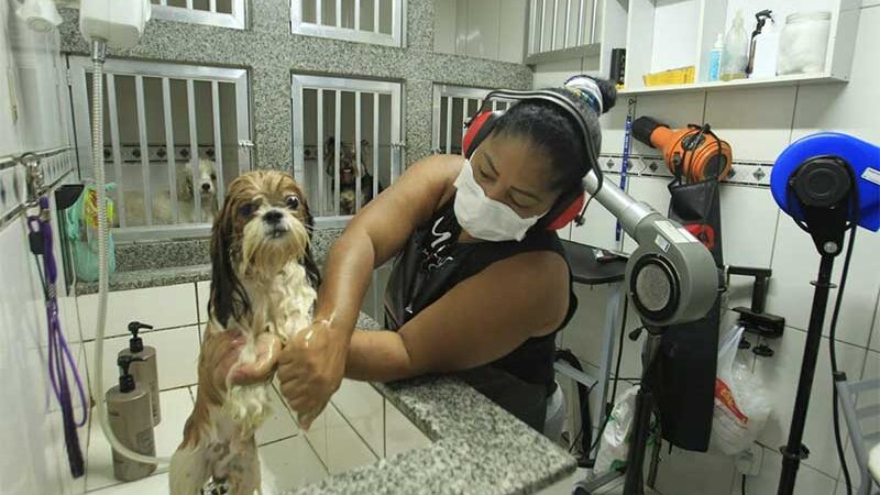 Lei obriga monitoramento por câmeras em estabelecimentos de hospedagem de animais no Rio