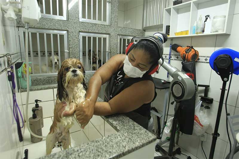 Lei obriga monitoramento por câmeras em estabelecimentos de hospedagem de animais no Rio