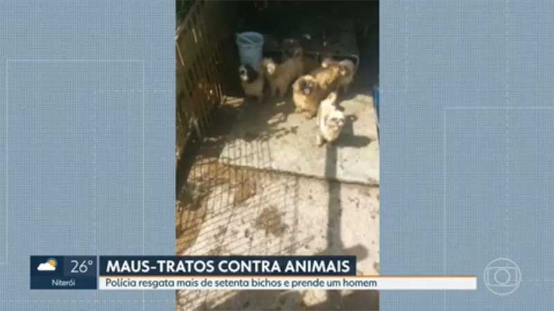 Polícia resgata animais sob condição de maus-tratos na Baixada Fluminense