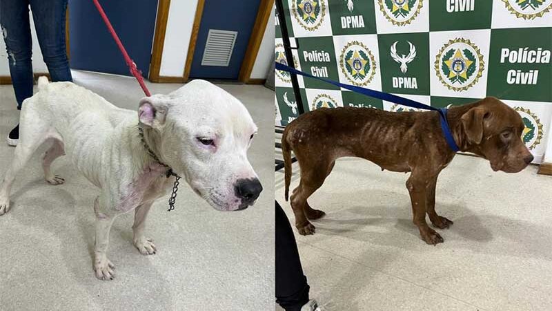 Cães são encontrados anêmicos e homem é preso por maus-tratos em Santa Cruz, no Rio