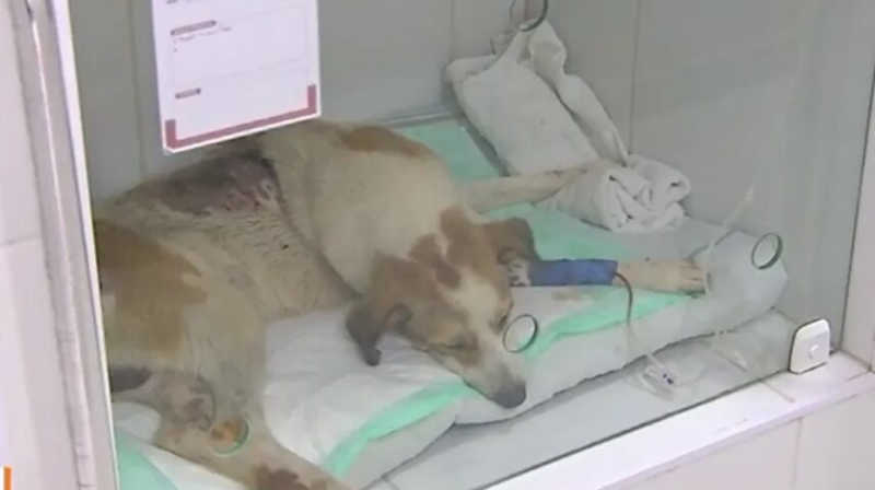 Cão arrastado por 1 km no RN é internado e ONG faz vaquinha solidária