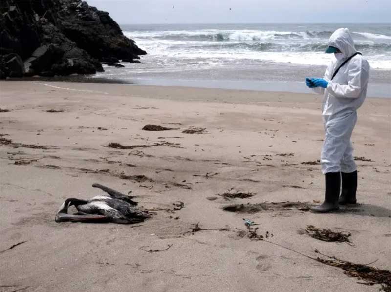 Aves migratórias foram encontradas mortas no litoral; autoridades alertam para cuidados devido gripe aviária