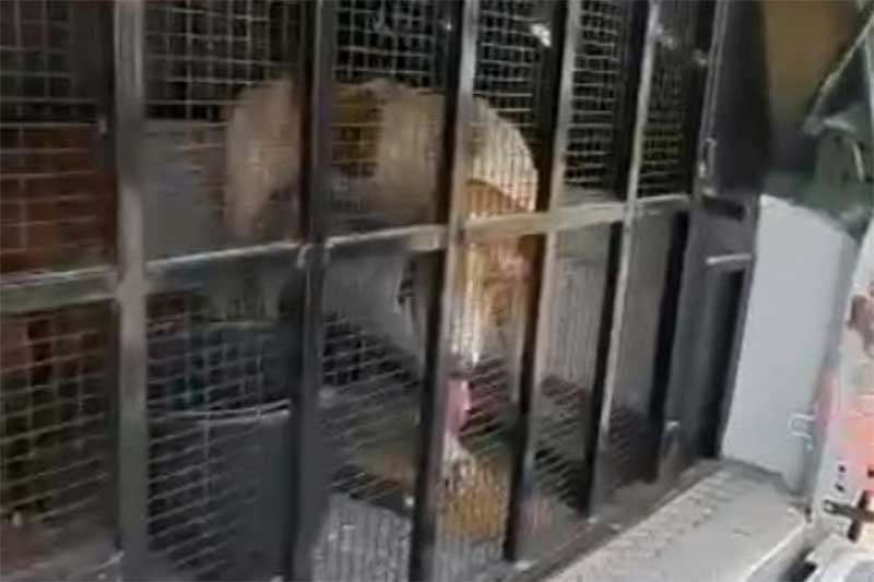 Pecuarista é preso em flagrante por maus-tratos contra cães em Roraima