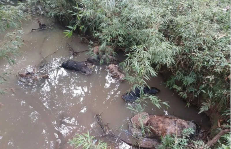 Homem que matou seis cachorros é preso em Barracão, RS
