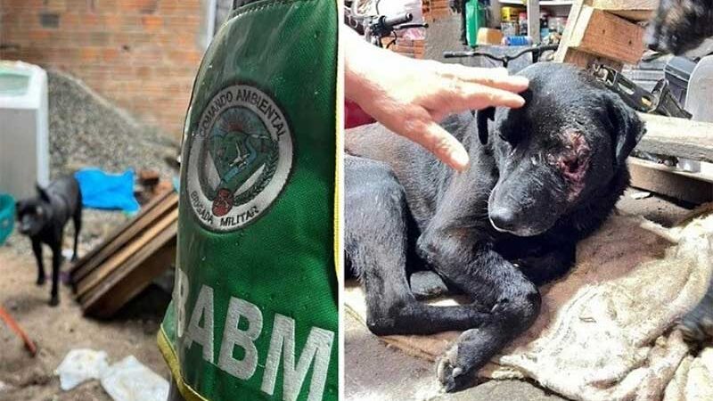 Cachorro, com lesão profunda na face, próximo ao olho esquerdo, é resgatado pela Patram de Pelotas, RS