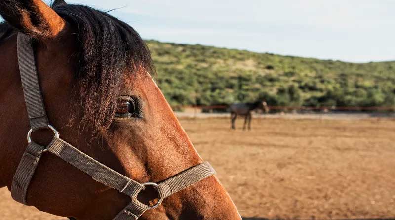 Secretaria da Causa Animal recolhe cavalos em situação de maus-tratos em Rio Grande, RS