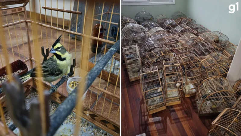 Mais de 100 aves silvestres são resgatadas em Santa Clara do Sul, RS
