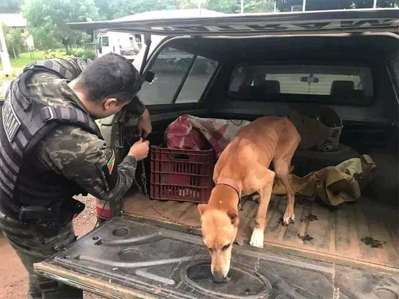 Cão preso à corrente curta e desnutrido é resgatado, em Santo Expedito do Sul, RS