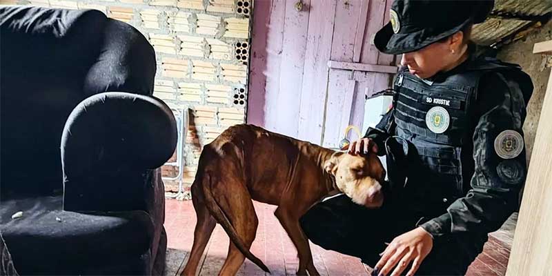 Após denúncias, 3º Batalhão Ambiental da BM resgata três cachorros em situação de maus-tratos no RS