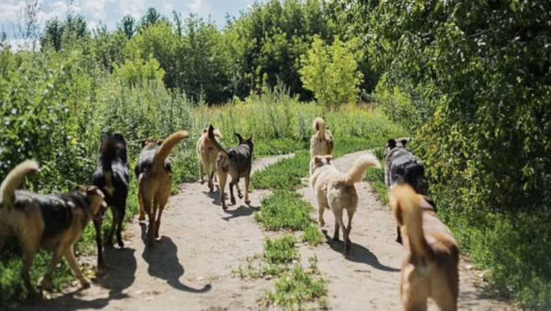 Rússia considera usar cachorros de rua para ‘limpar campos minados’