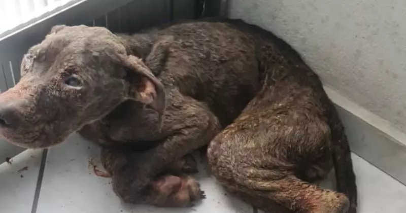 Cães são encontrados em situação de maus-tratos e tutora é presa em Balneário Camboriú, SC