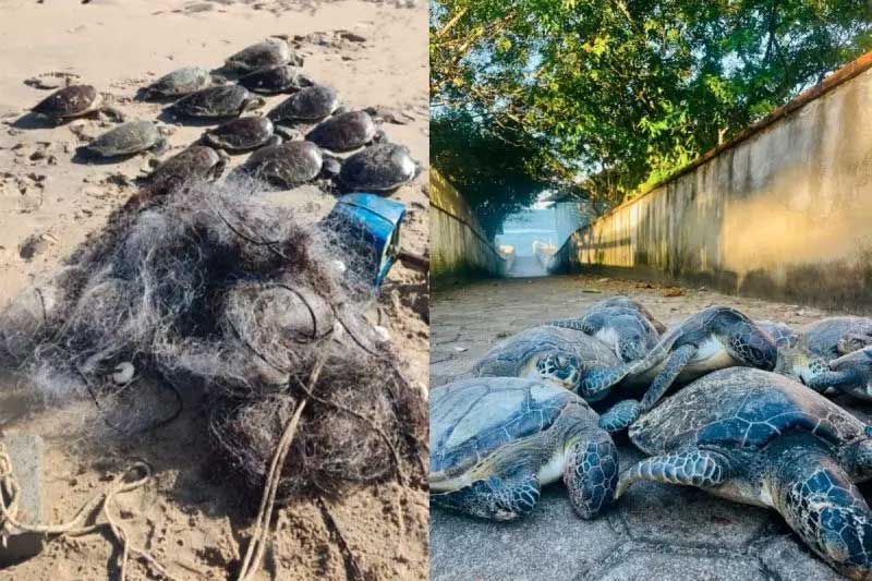 Homem é autuado em mais de R$ 65 mil por morte de tartarugas em Barra Velha, SC