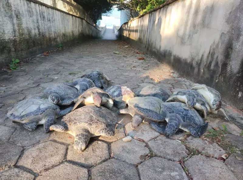  Tartarugas foram encontradas presas em rede de pesca irregular – Foto: Prefeitura de Barra Velha/Divulgação/ND
