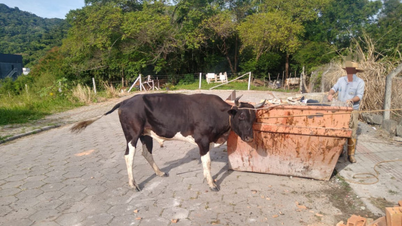Animal ferido em suposta farra do boi é resgatado em Bombinhas, SC