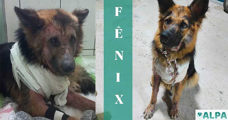 Cadela encontrada em estado deplorável em Laurentino (SC) recebe alta veterinária e será adotada