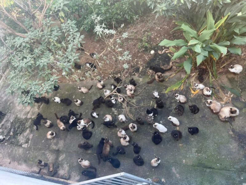 Gatos resgatados em São José (SC) passam por socialização