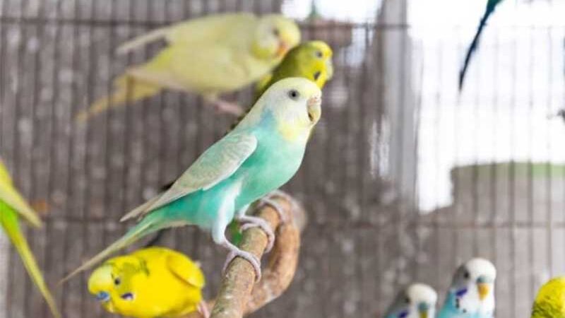 Tribunal de Justiça de SC nega perdão e não considera insignificante maltratar e comercializar aves silvestres