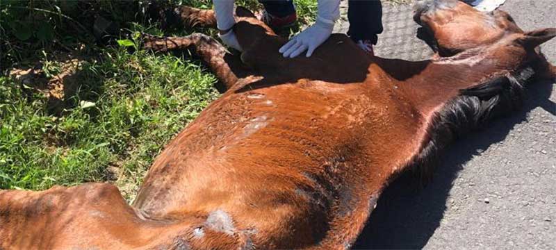 Cavalo é encontrado caído e com sinais de maus-tratos na zona norte de Aracaju, SE