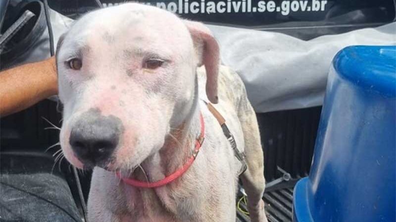 Cachorro amarrado em fundo de casa abandonada é resgatado em Socorro, SE