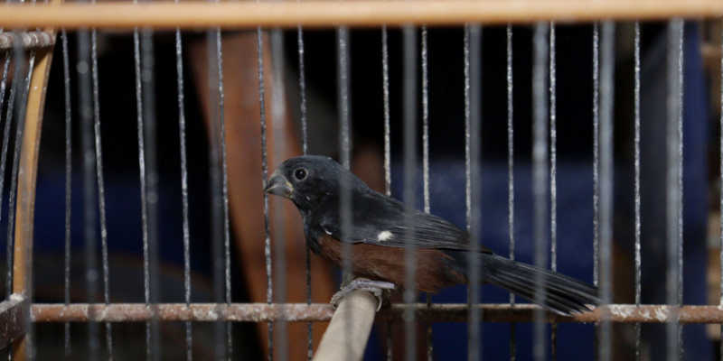 Mais de 140 aves são apreendidas na região de Mogi das Cruzes, SP