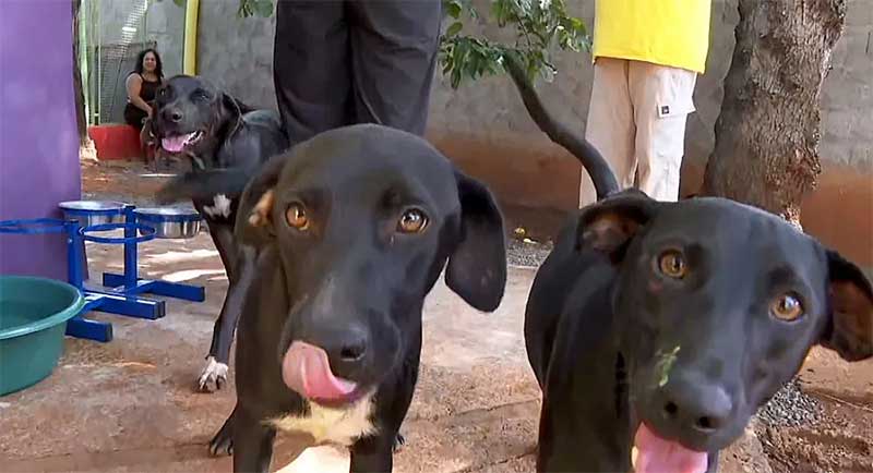 Escola de Araras (SP) adota 5 cães abandonados e inclui contato com animais na rotina alunos